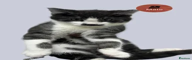 Domestic Shorthair 2