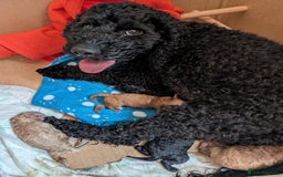 Cockapoo dogs for sale: Toy cockerpoo  - Image 2