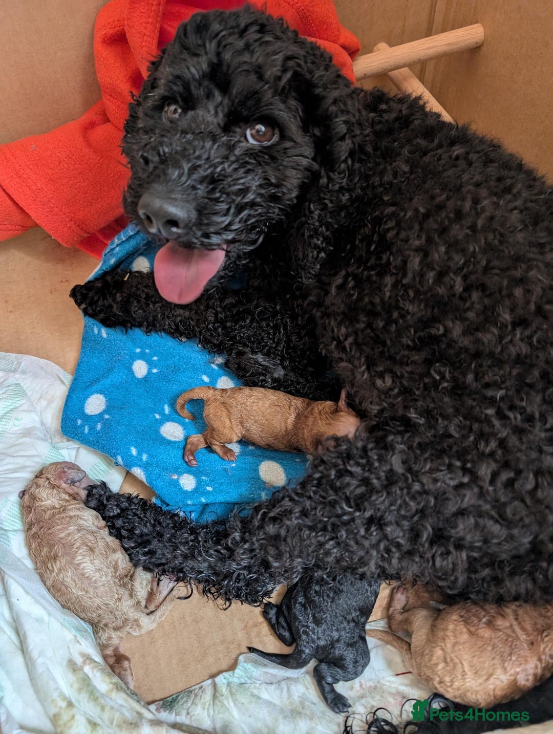Cockapoo dogs for sale: Toy cockerpoo  - Image 2
