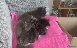 British Longhair cats for sale: Kitten for sale -Highbridge- - Image 6