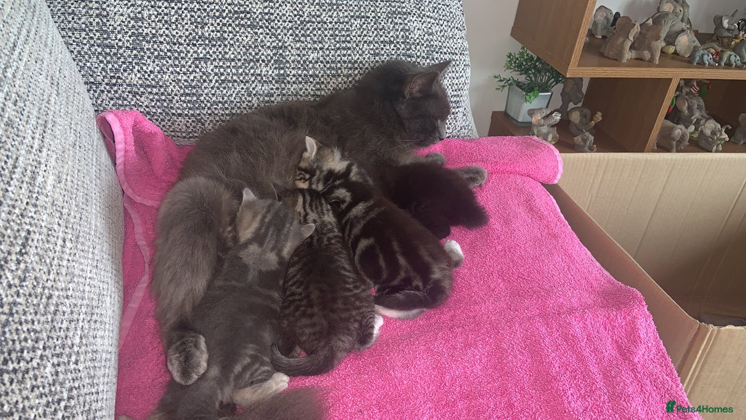 British Longhair cats for sale: Kitten for sale -Highbridge- - Image 6