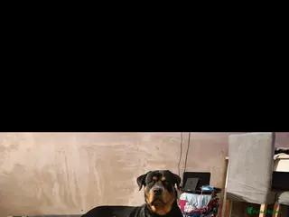 Mixed Breed dogs "TOGO" :) - Advert 11