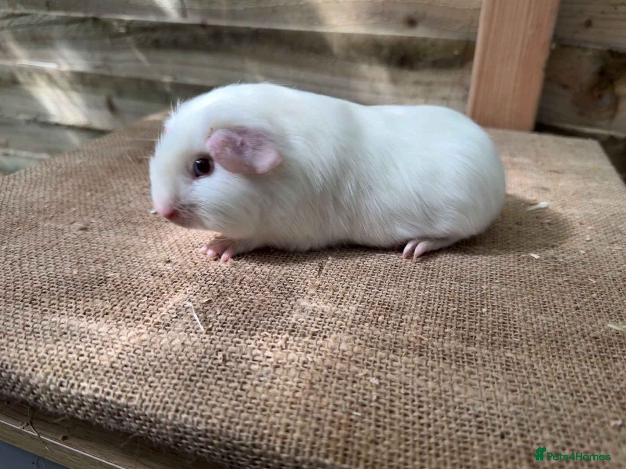 Guinea Pig rodents Guinea pigs available - Advert 1