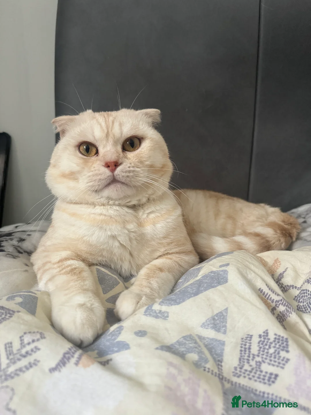 Scottish Fold cats for stud: Scottish Fold for stud - Advert 6