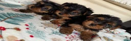 Yorkshire Terrier dogs for sale: Yorkshire terrier puppies  - Advert 5