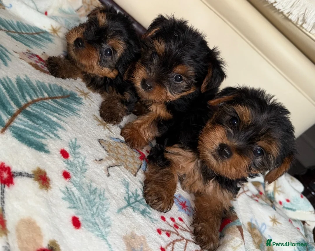 Yorkshire Terrier dogs for sale: Yorkshire terrier puppies  - Advert 5