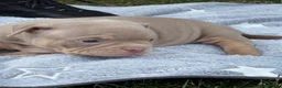 American Bully dogs for sale: Lucci vs Gr CH McLovin pups  - Advert 10