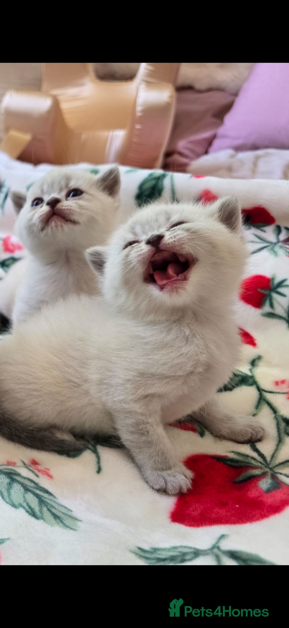 British Shorthair Kitten 2
