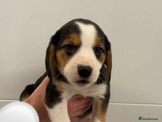 Beagle dogs Beagle Puppies - Advert 1