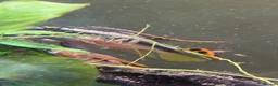 Other/Mixed Breed fish for sale: Baby kribensis mixed  in Bath - Advert 3