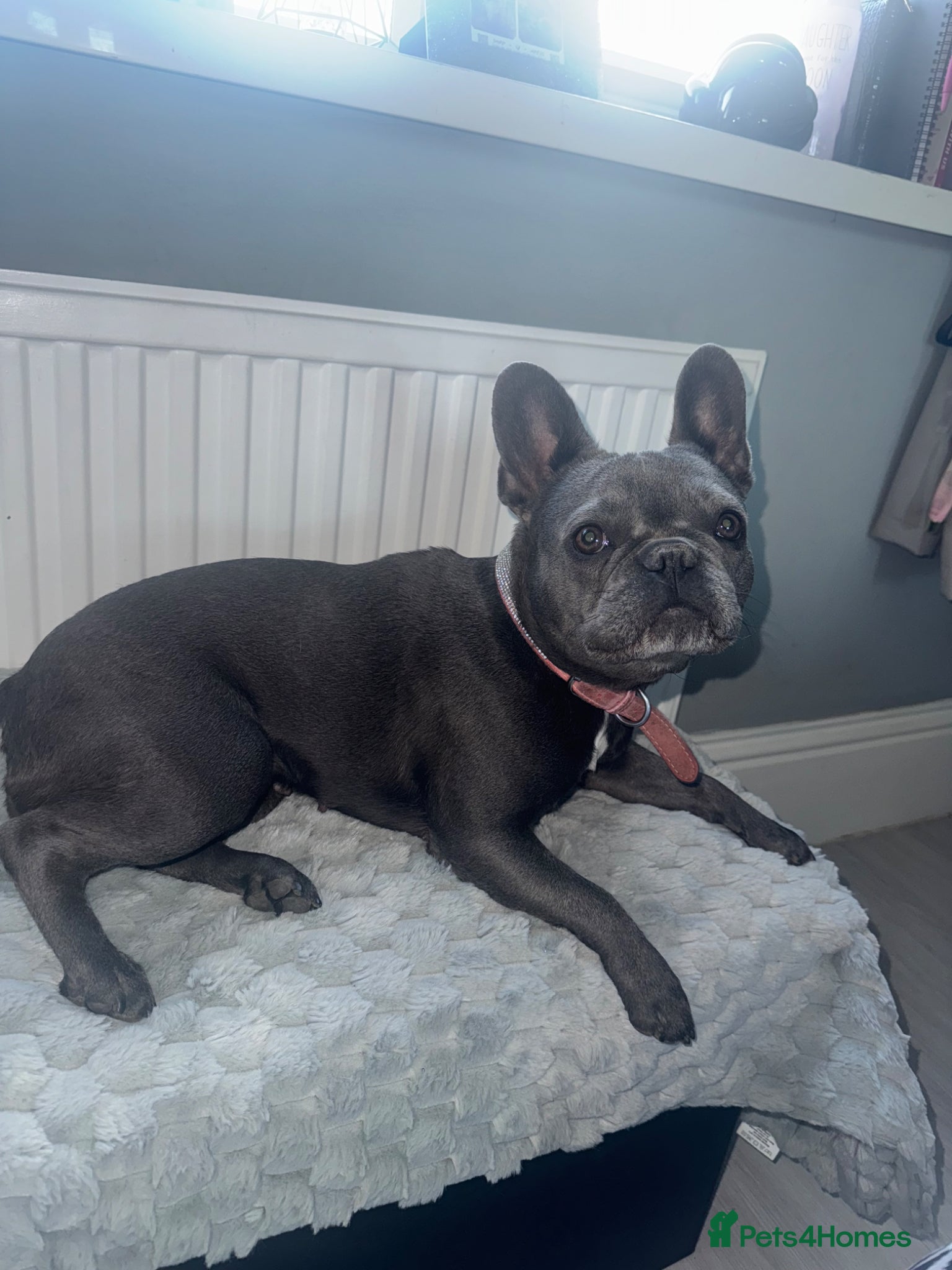 French Bulldog dogs Blue and tan french bulldog puppies  - Advert 1