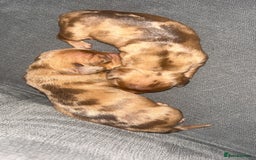 Dachshund dogs for sale: BEAUTIFULL DACHSHUND  - Advert 4