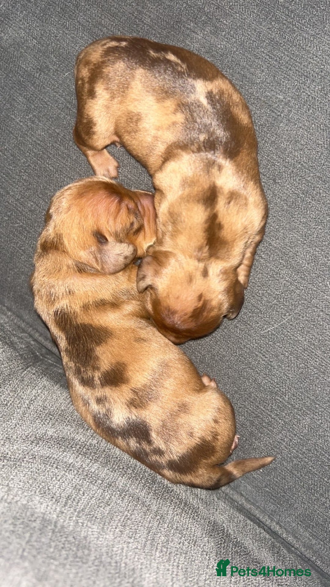 Dachshund dogs for sale: BEAUTIFULL DACHSHUND  - Advert 4