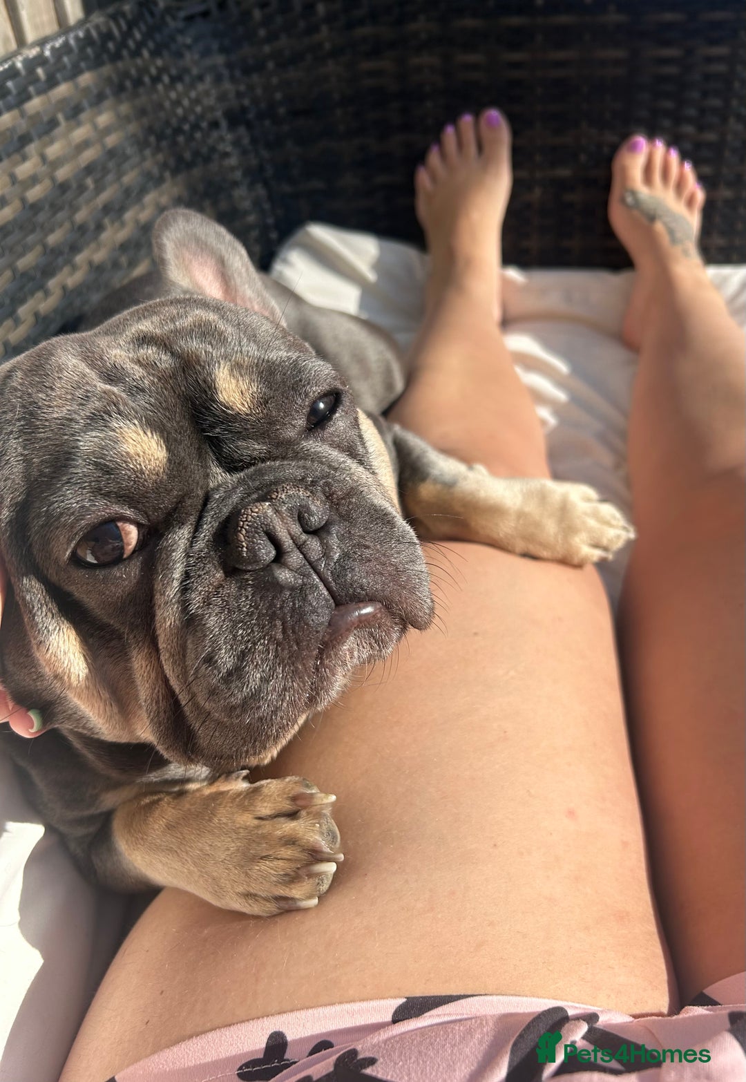 French Bulldog dogs for sale: Loving Home Wanted 3-Year-Old Blue French Bulldog - Advert 6