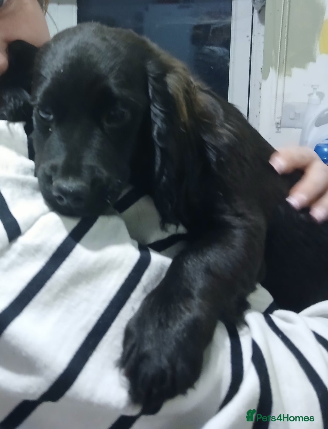 Mixed Breed dogs for sale: 2 pups left  - Advert 3