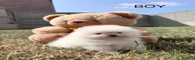 Pomeranian 1