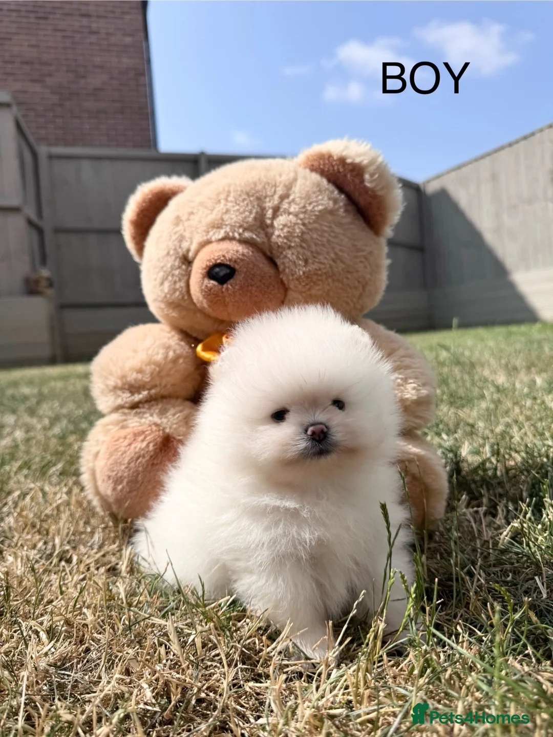 Pomeranian dogs for sale: High quality KC reg puppies from imported lines - Advert 2