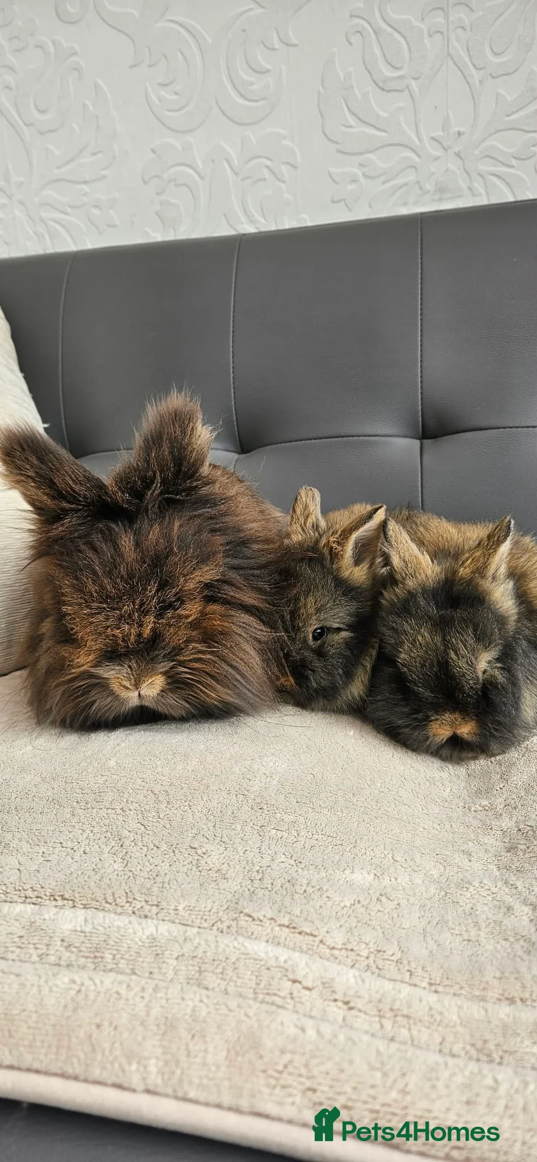 Lionhead rabbits for sale: 🐰 Beautiful Double Maned Lionhead Bunnies  - Advert 6