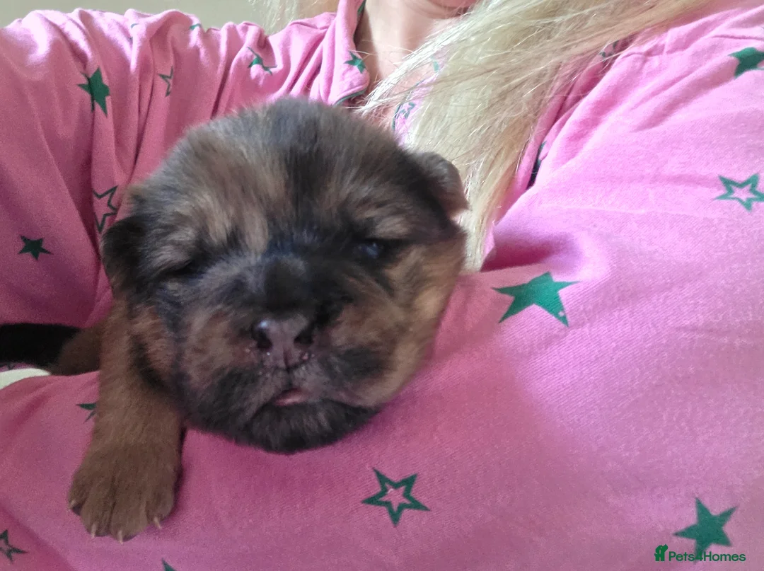 Mixed Breed dogs for sale: Chowpeis in Bradford - Advert 40