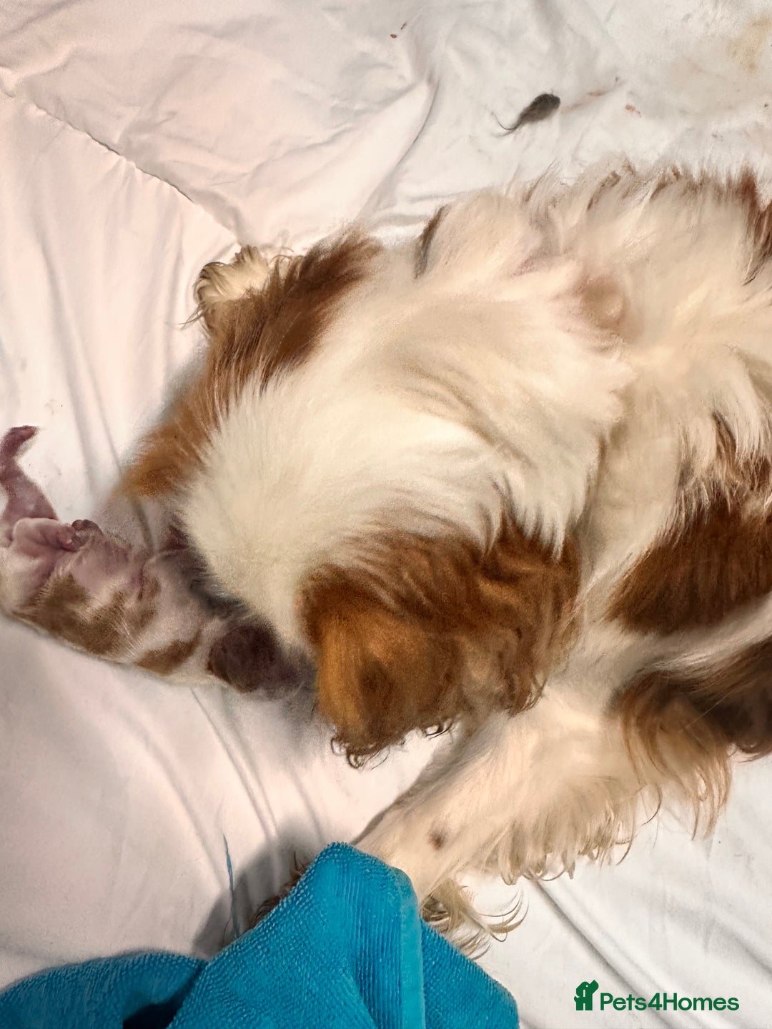 Cavalier King Charles Spaniel dogs for sale: Cavalier King Charles puppy’s  - Advert 34