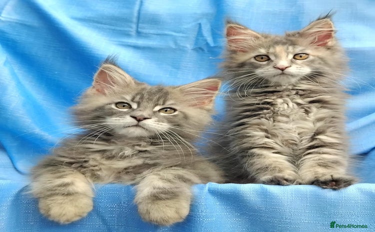 Maine Coon cats - Advert 3