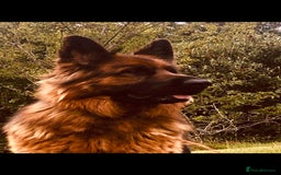 German Shepherd dogs for sale: Beautiful chunky long haired black, tan & red pups - Image 6