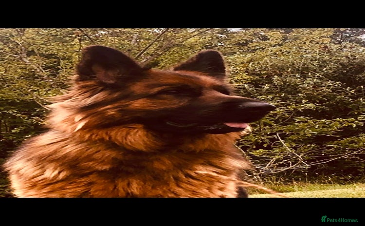 German Shepherd dogs - Advert 11