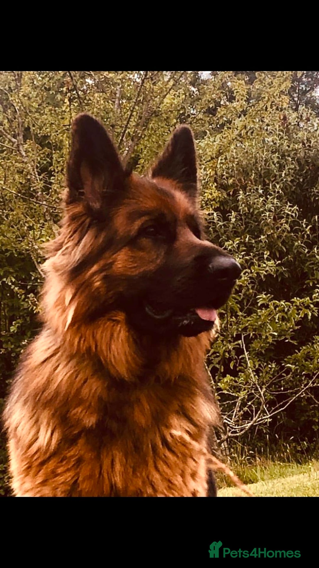 German Shepherd dogs for sale: Beautiful chunky long haired black, tan & red pups - Image 6