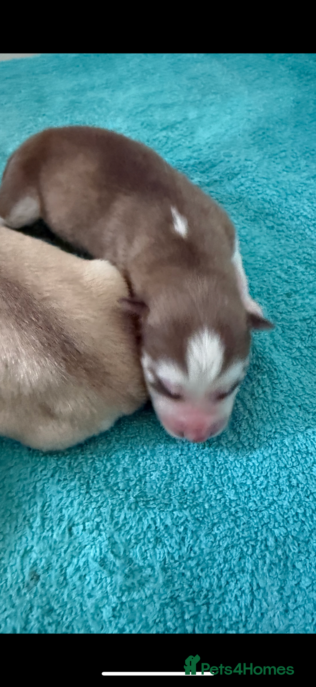 Siberian Husky dogs for sale: SIBERIAN HUSKY for sale ready to go 15th november - Image 5