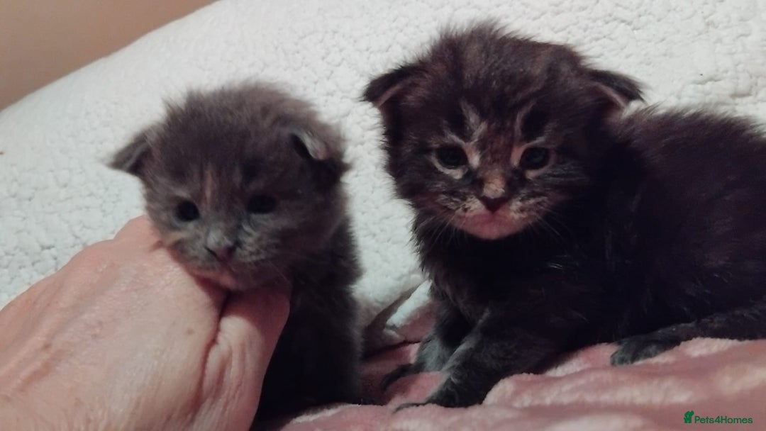 Maine Coon cats for sale: Maine Coons Kittens For Sale  - Advert 7