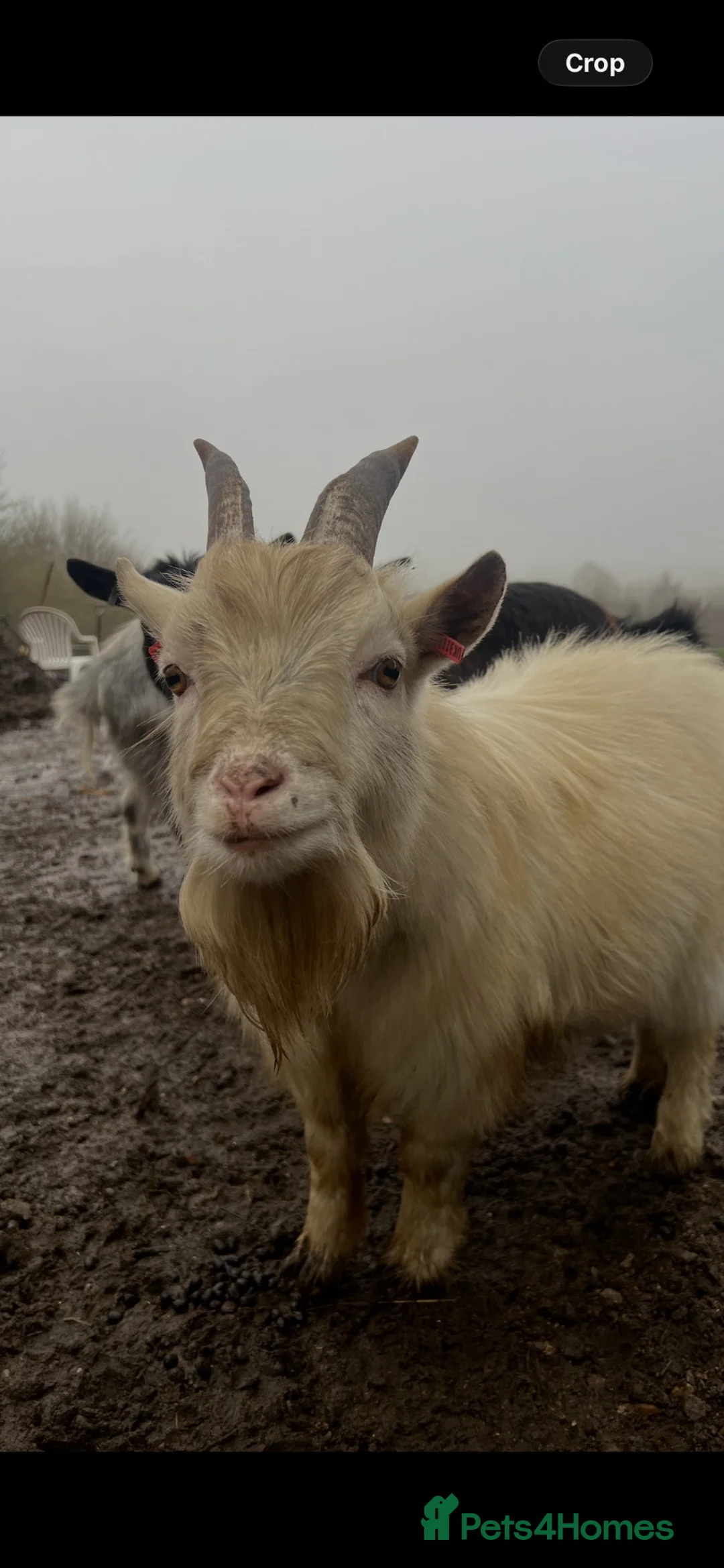 Goats livestock for sale: FOR LOAN - STUD  - Advert 1