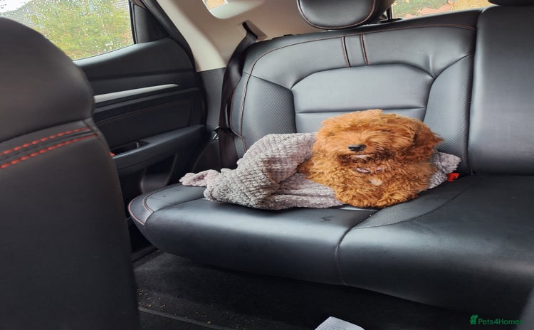 Cockapoo dogs - Advert 1