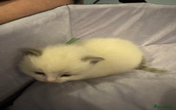 Ragdoll cats for sale: Three beautiful blue ragdoll kittens  - Image 17