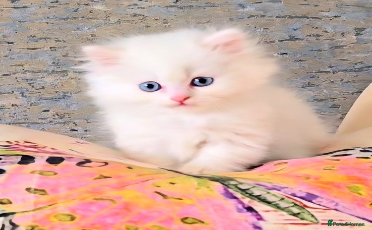 Munchkin cats - Advert 12