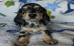 Miniature Dachshund dogs for sale: Charming Miniature Dachshund Puppies   - Image 8