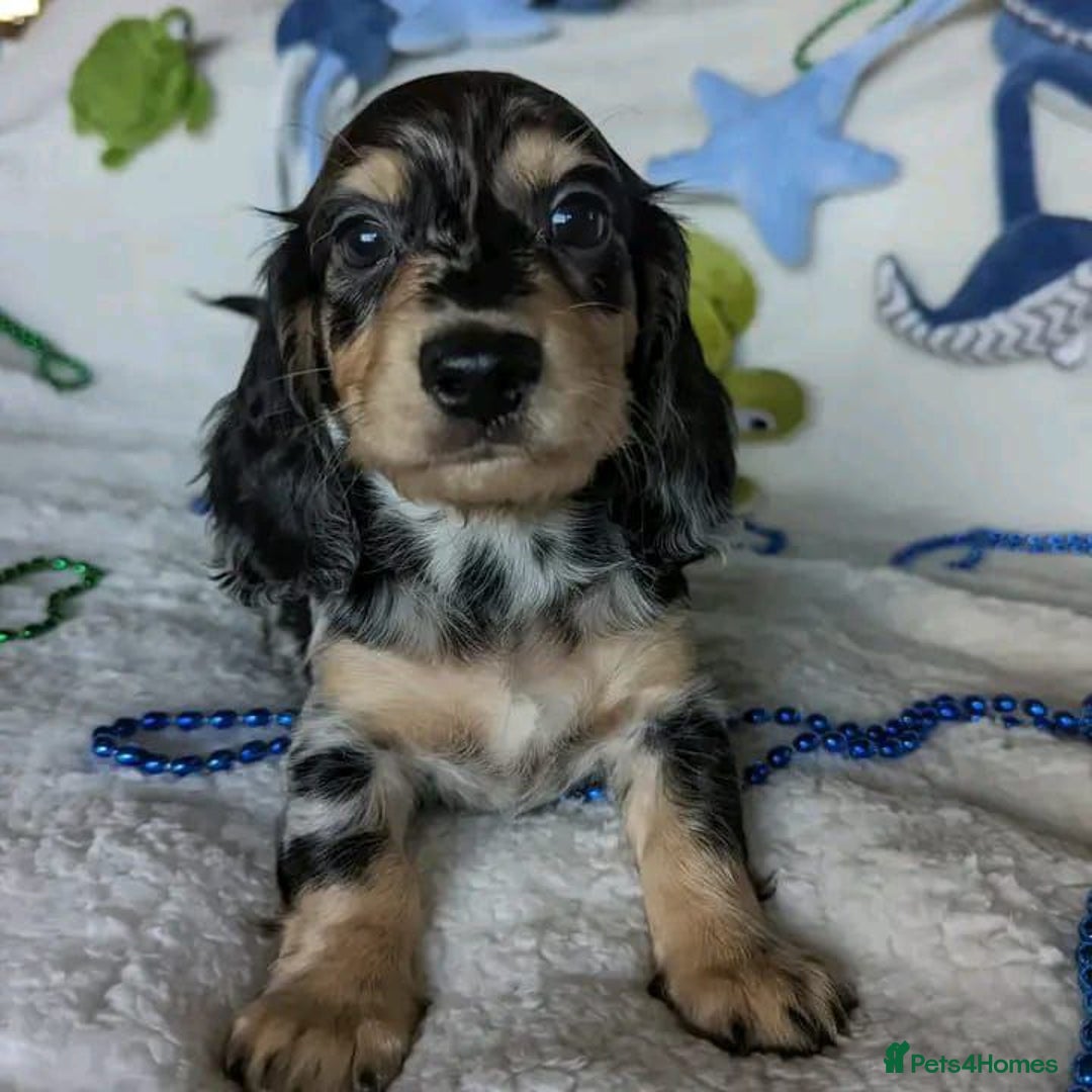 Miniature Dachshund dogs for sale: Charming Miniature Dachshund Puppies   - Image 8