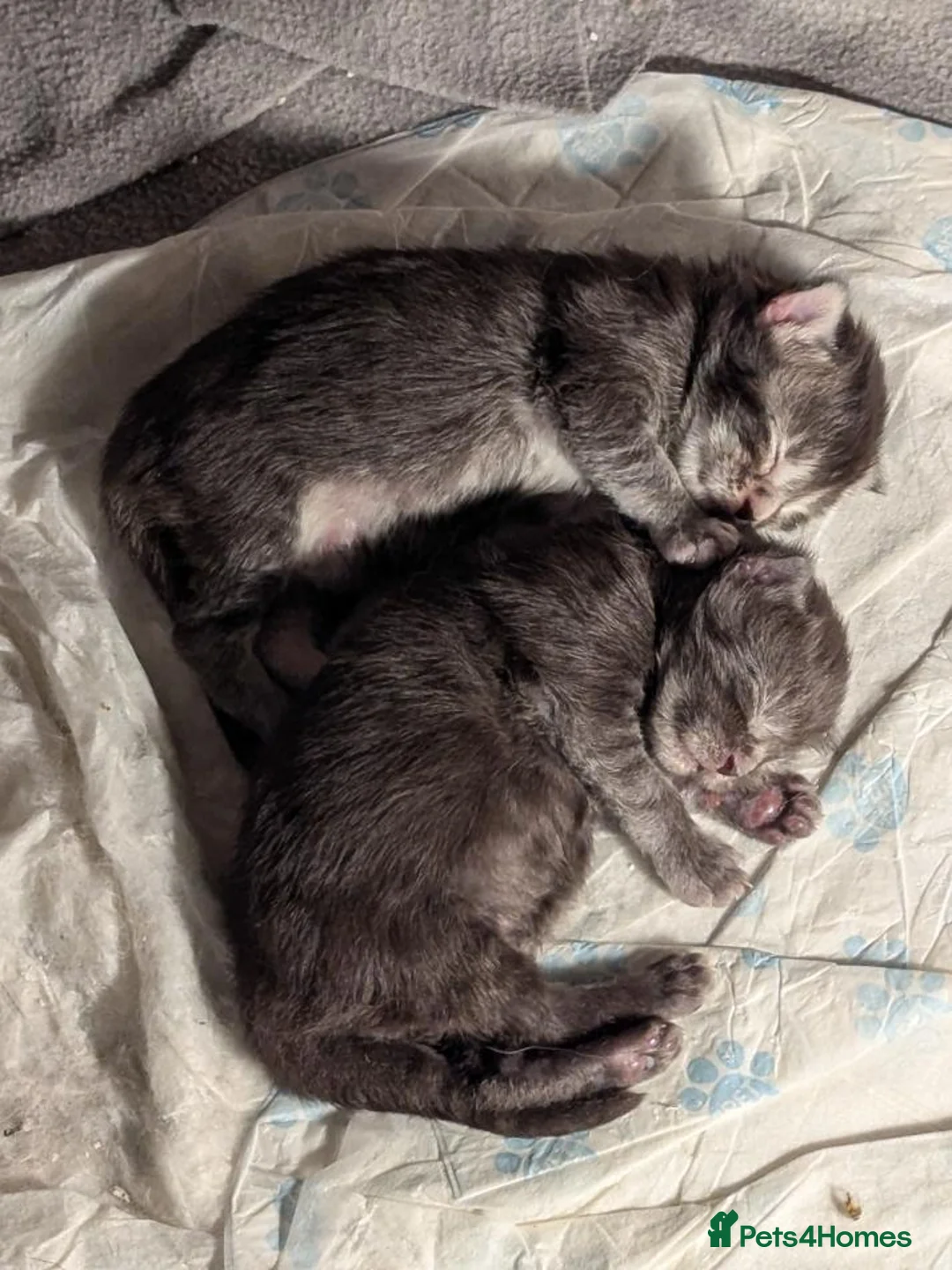 Maine Coon cats for sale: 🐾 GCCF Registered Maine Coon Kittens – 2 Boys 🐾 - Advert 7