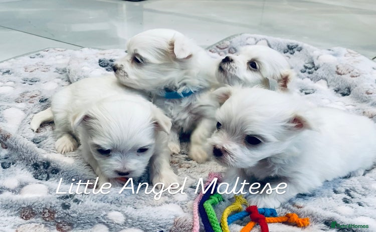 Maltese dogs - Advert 2