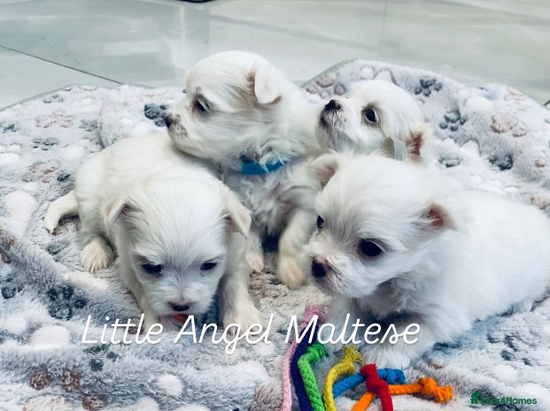 Maltese dogs - Advert 2
