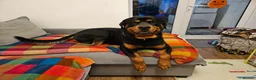 Mixed Breed dogs for sale: KC registered Rottweiler across  - Advert 1