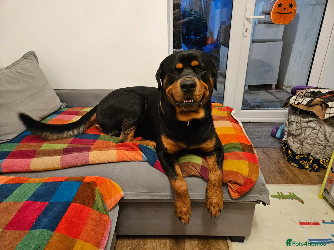 Mixed Breed dogs for sale: KC registered Rottweiler across  - Advert 1