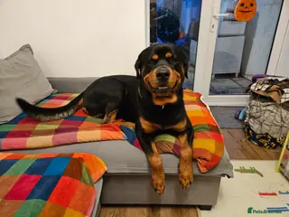 Mixed Breed dogs KC registered Rottweiler across - Advert 6
