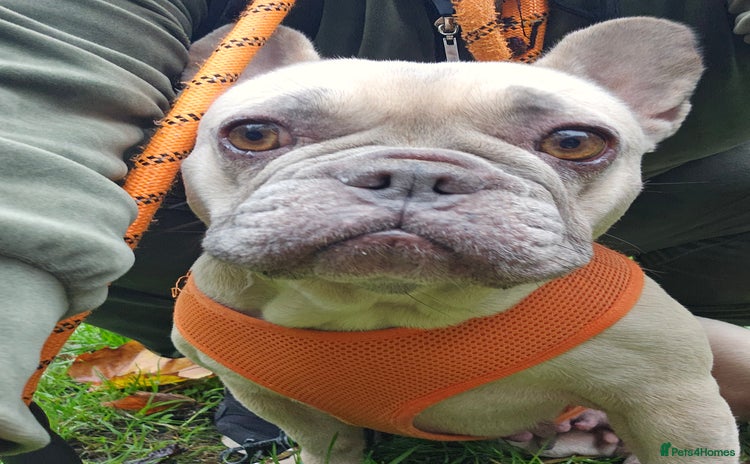 French Bulldog dogs - Advert 8