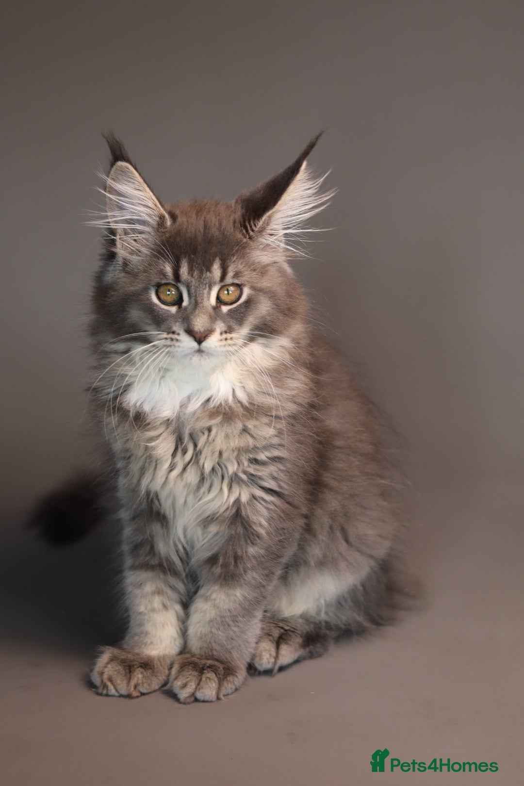 Maine Coon cats Registered Maine Coon Kittens.  - Advert 2