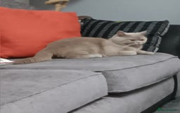 British Shorthair cats for sale: British shorthairs  - Image 5