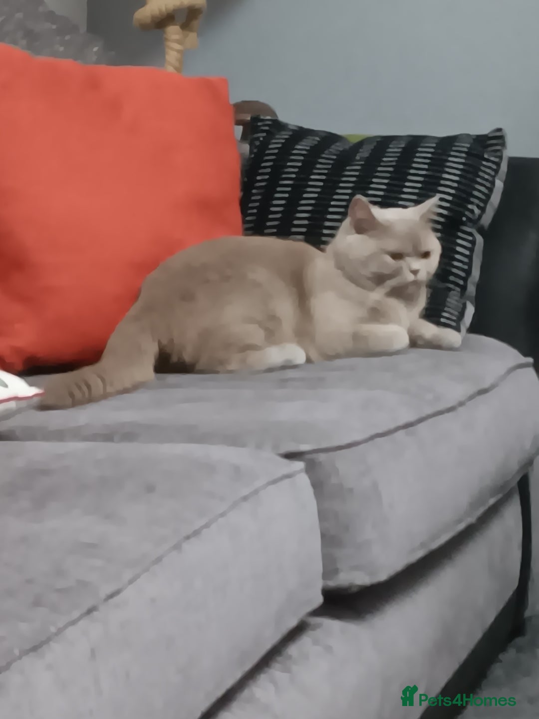 British Shorthair cats for sale: British shorthairs  - Image 5