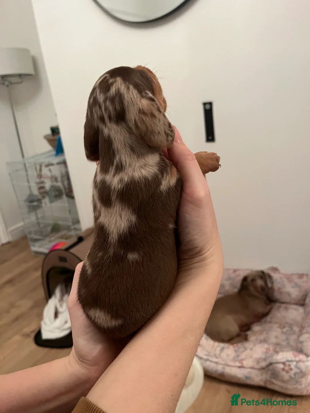 Miniature Dachshund dogs for sale: Miniature dachshund (short haired) - Advert 2