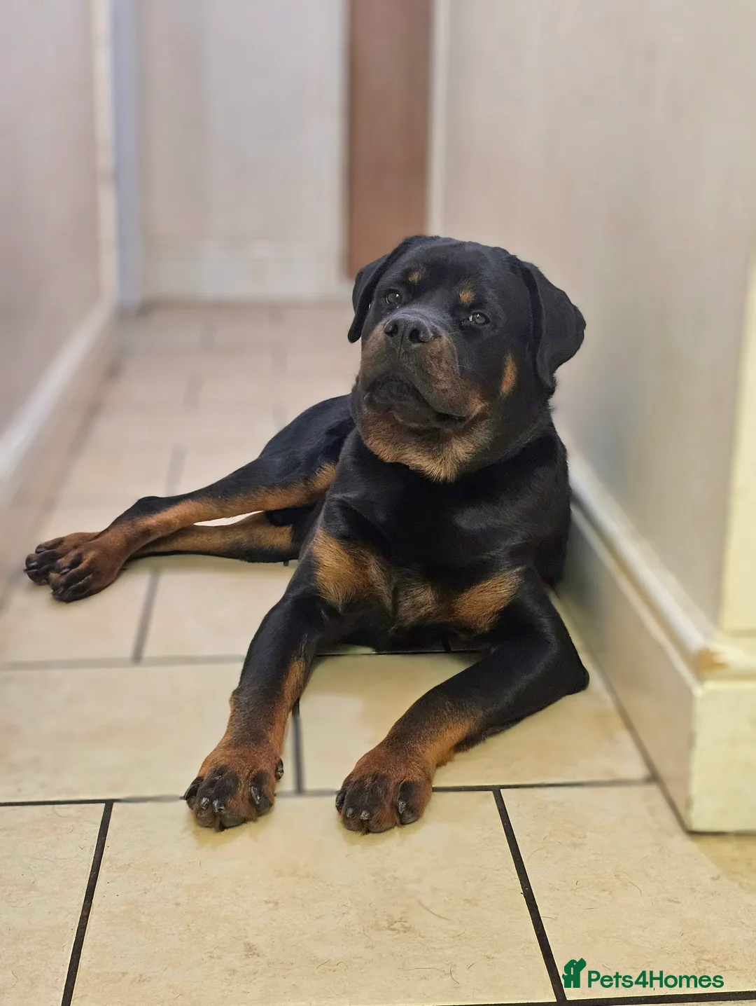 Rottweiler dogs for sale: 11 month old male Rottweiler for sale  - Advert 3