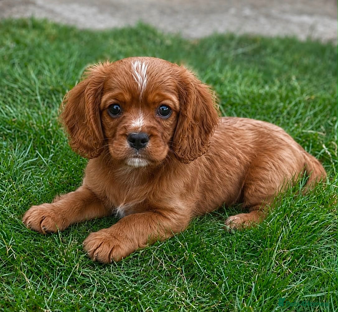 Cavalier King Charles Spaniel dogs Stunning Male Cavalier pup - Advert 1