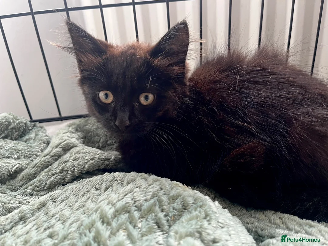 Mixed Breed cats for sale: Three beautiful fluffy male kittens left - Advert 2